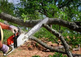 Best Storm Damage Tree Cleanup  in Danville, CA