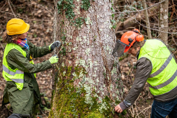 How Our Tree Care Process Works  in  Danville, CA